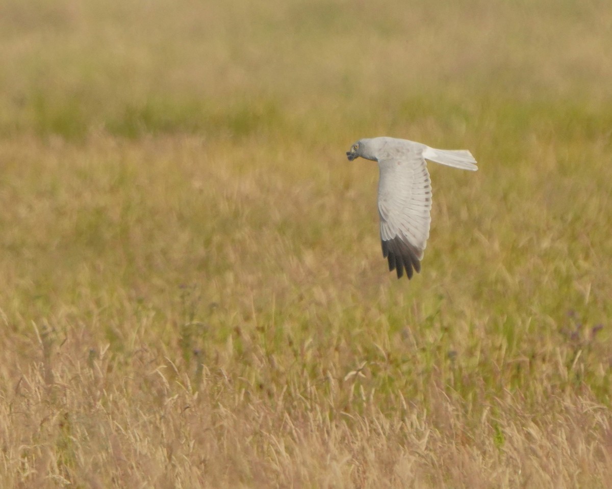 Hen Harrier - ML620887284