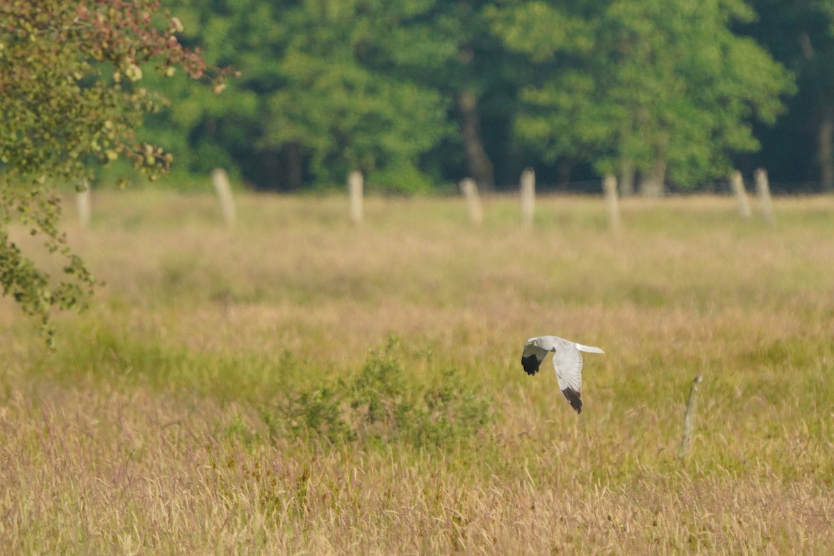 Hen Harrier - ML620887288