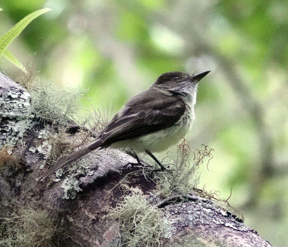 Jamaican Pewee - ML620887290