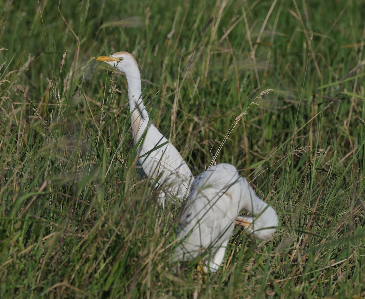 Western Cattle Egret - ML620887293