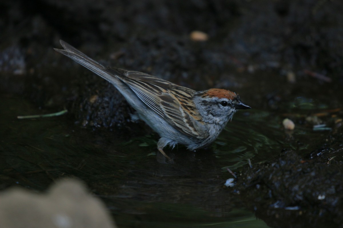 Chipping Sparrow - ML620887294