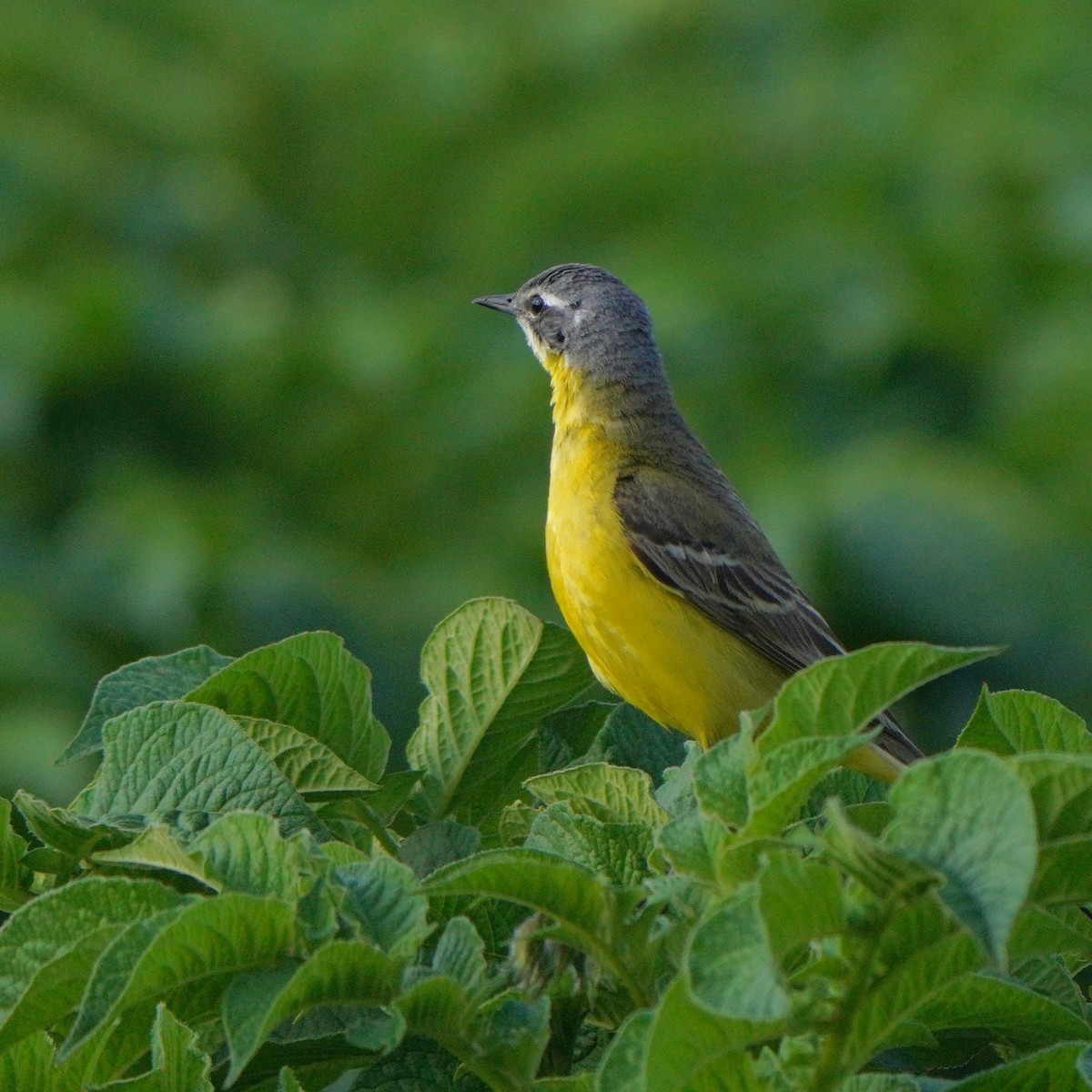 Western Yellow Wagtail - ML620887295