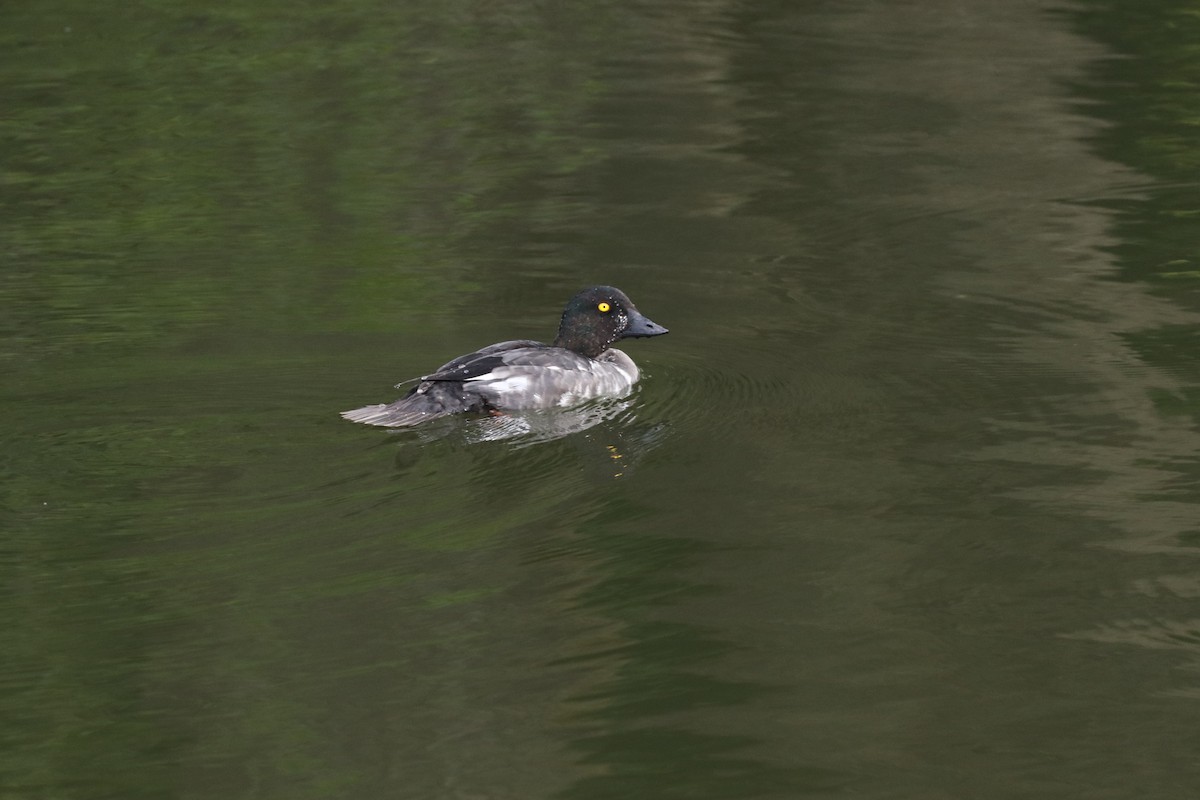 Common Goldeneye - ML620887297