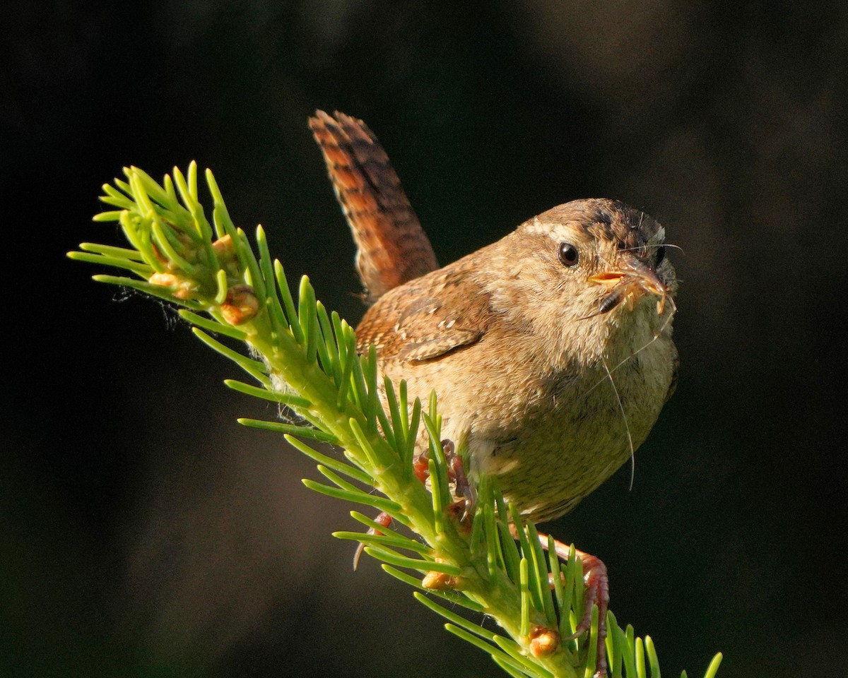 Eurasian Wren - ML620887304