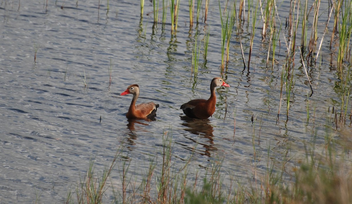 Black-bellied Whistling-Duck - ML620887307