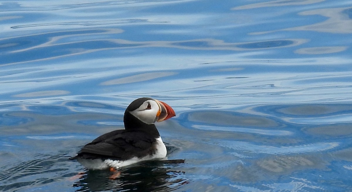 Atlantic Puffin - ML620887314