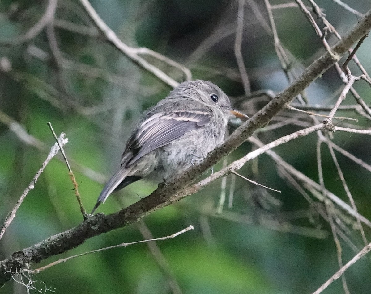 Jamaican Pewee - ML620887317