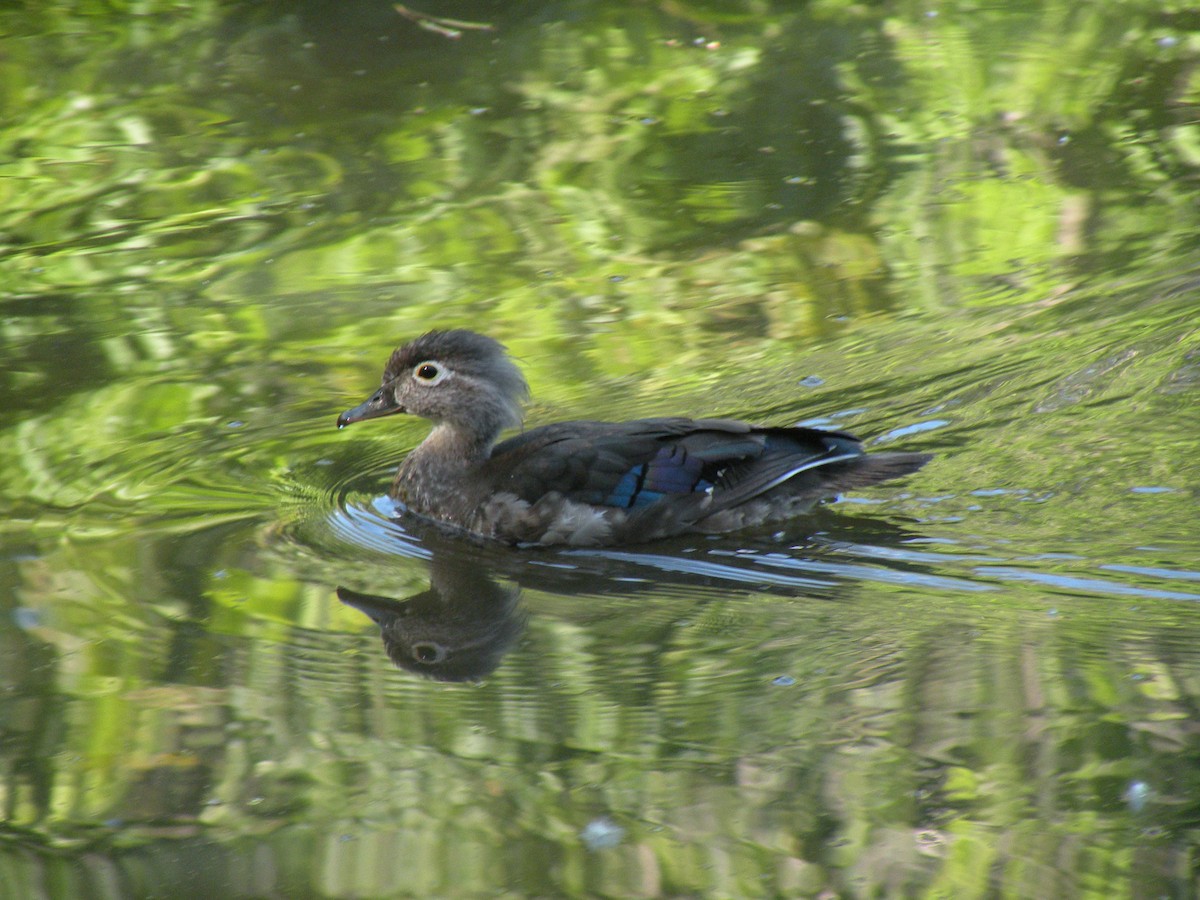 Wood Duck - ML620887320