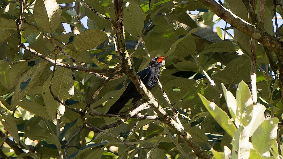 Black-throated Grosbeak - ML620887325