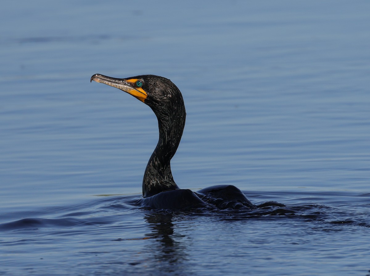 Double-crested Cormorant - Terry Spitzenberger