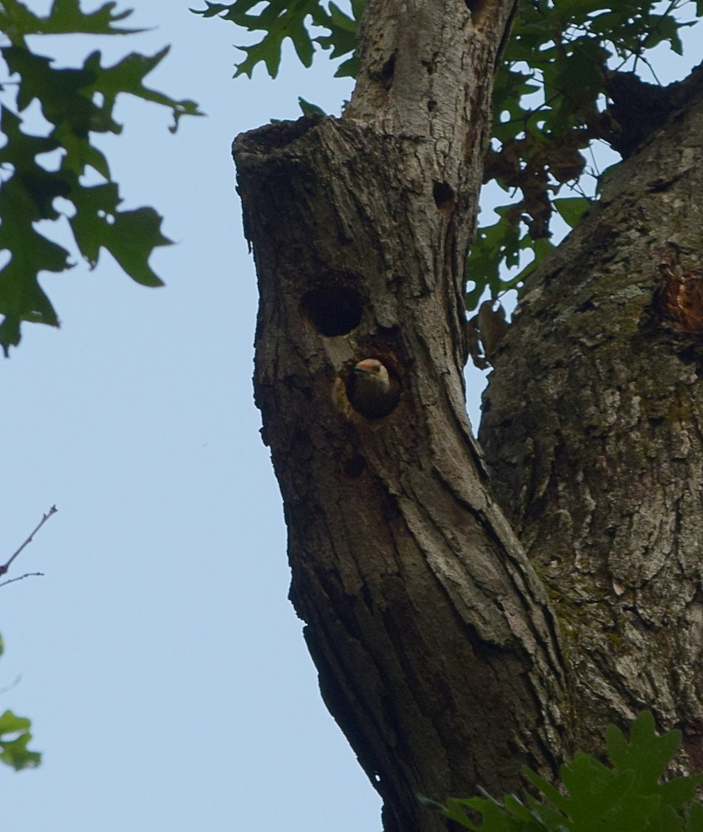 Red-bellied Woodpecker - ML620887330