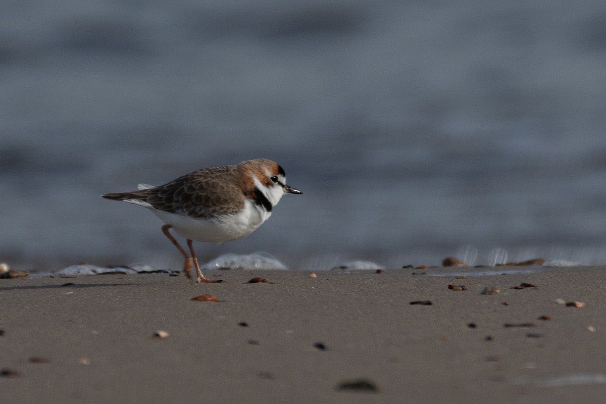 Collared Plover - ML620887332