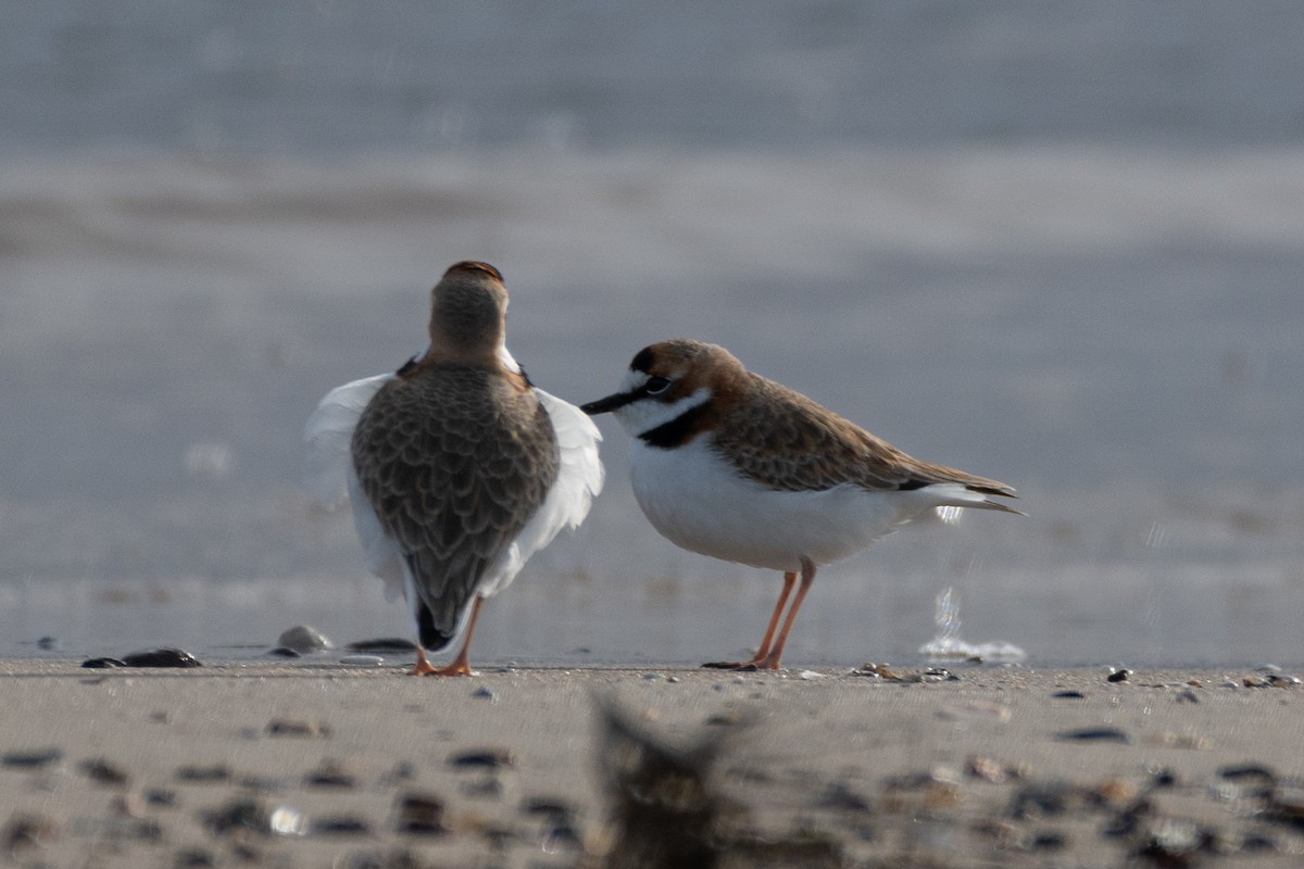 Collared Plover - ML620887333