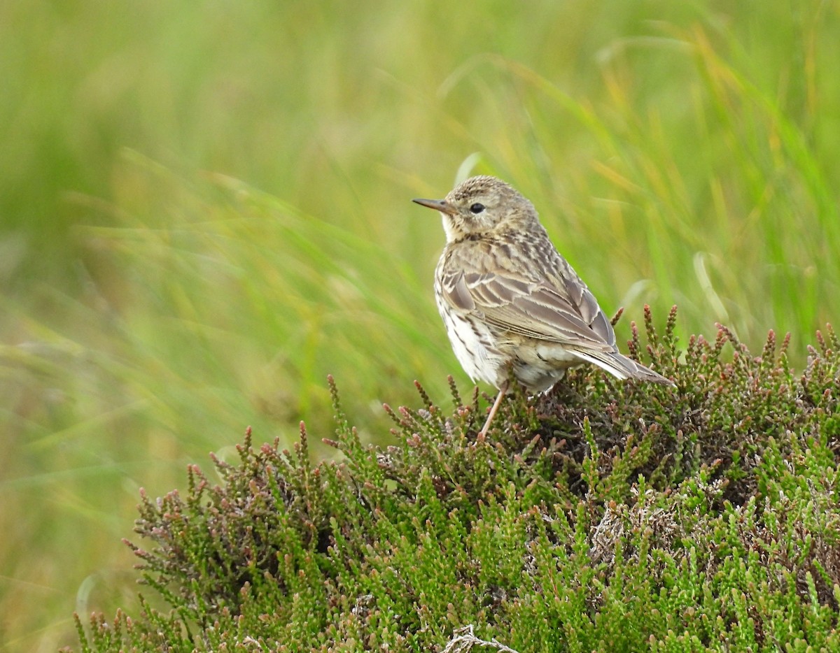 Meadow Pipit - ML620887334