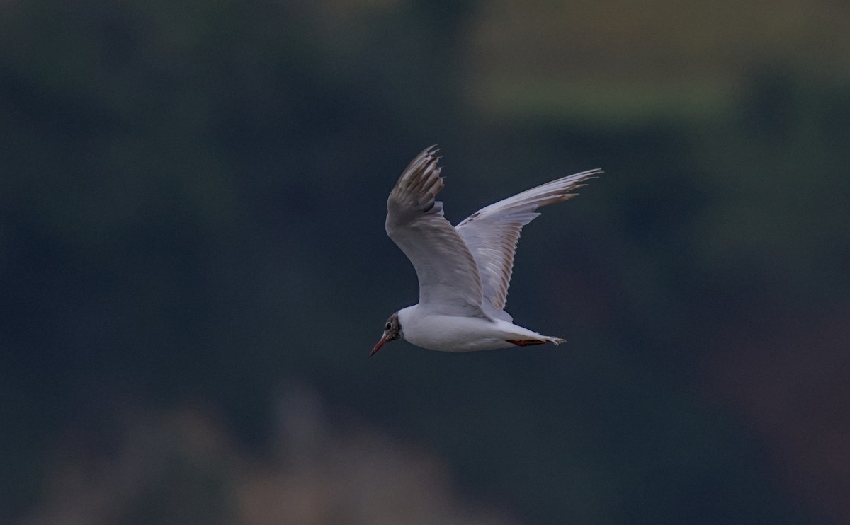 Mouette rieuse - ML620887376