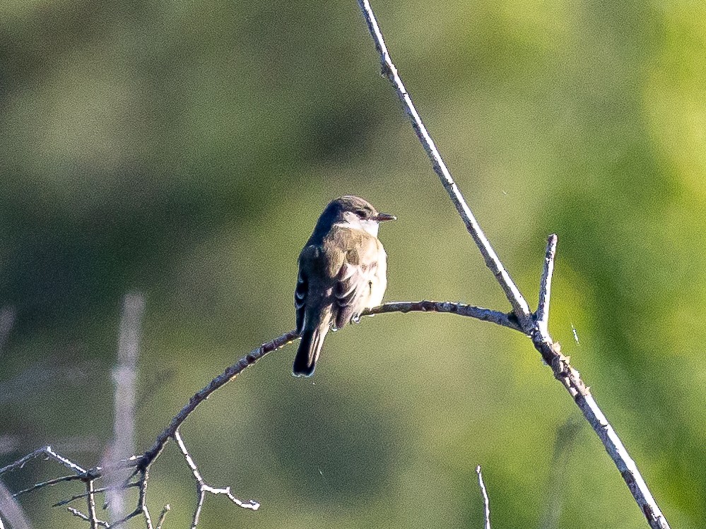 Alder Flycatcher - ML620887395