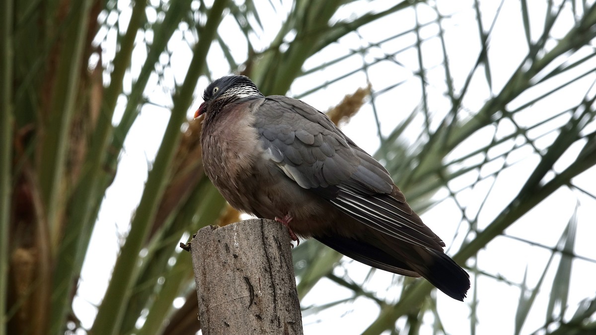 Common Wood-Pigeon - ML620887397