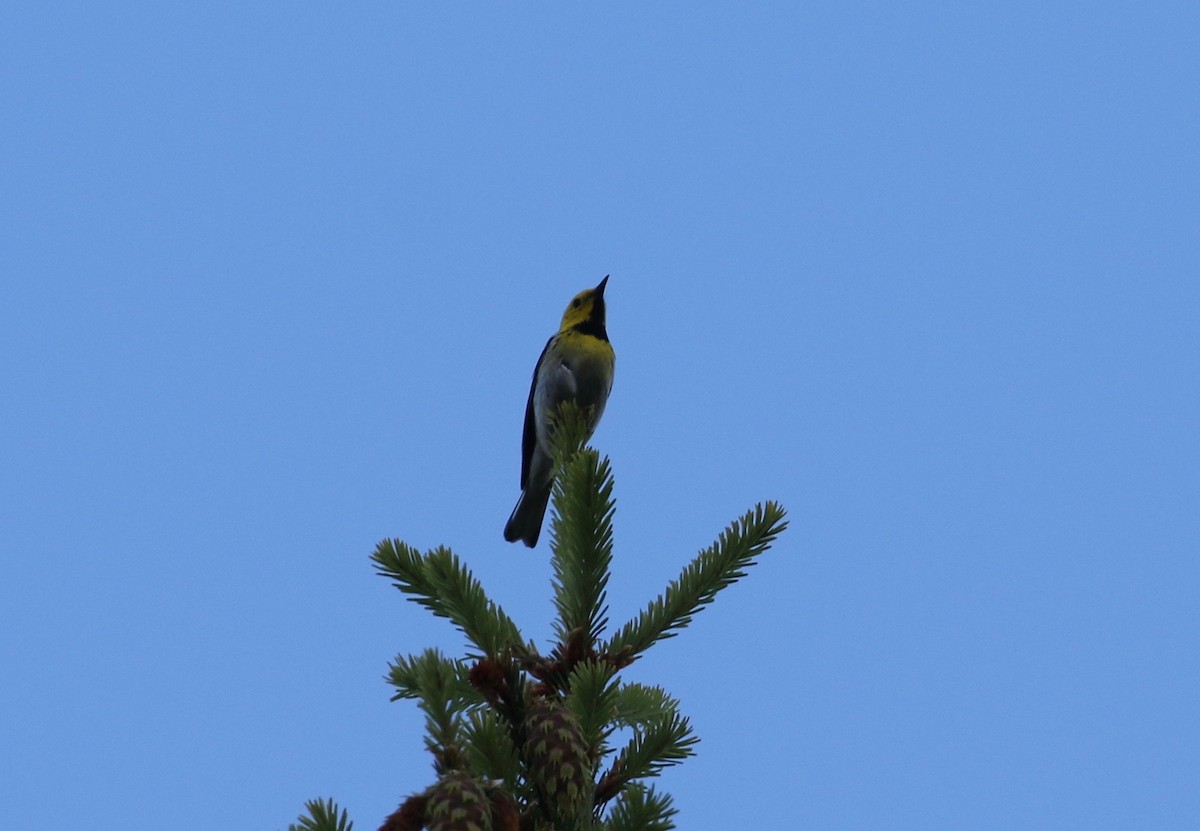 Townsend's x Hermit Warbler (hybrid) - ML620887399