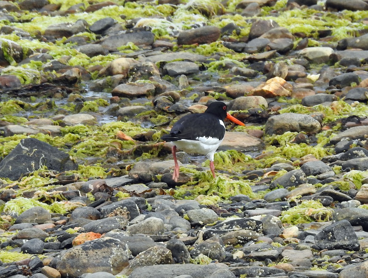 Eurasian Oystercatcher - ML620887408