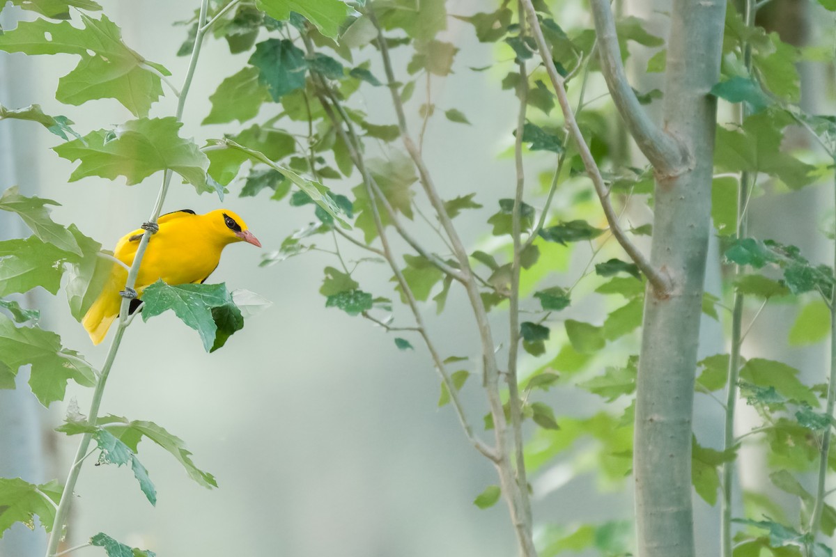 Indian Golden Oriole - ML620887411