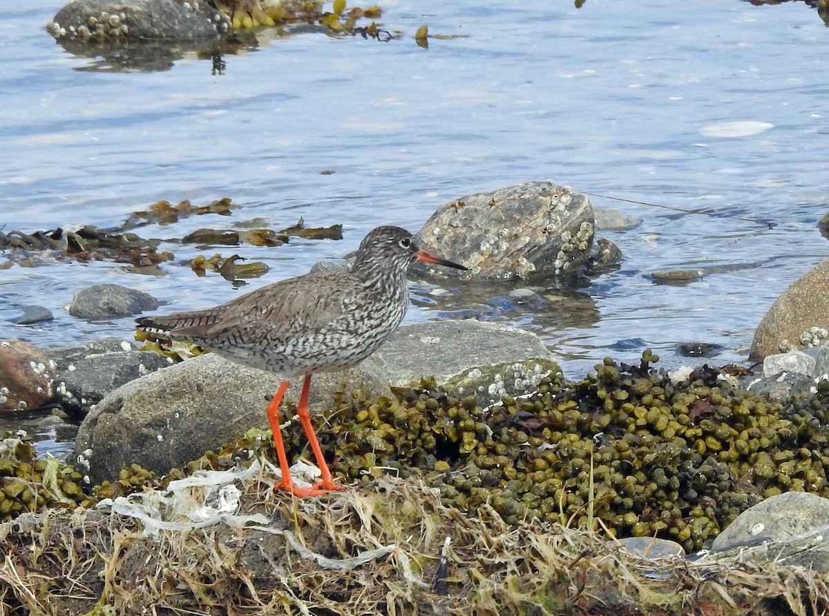 Common Redshank - ML620887415