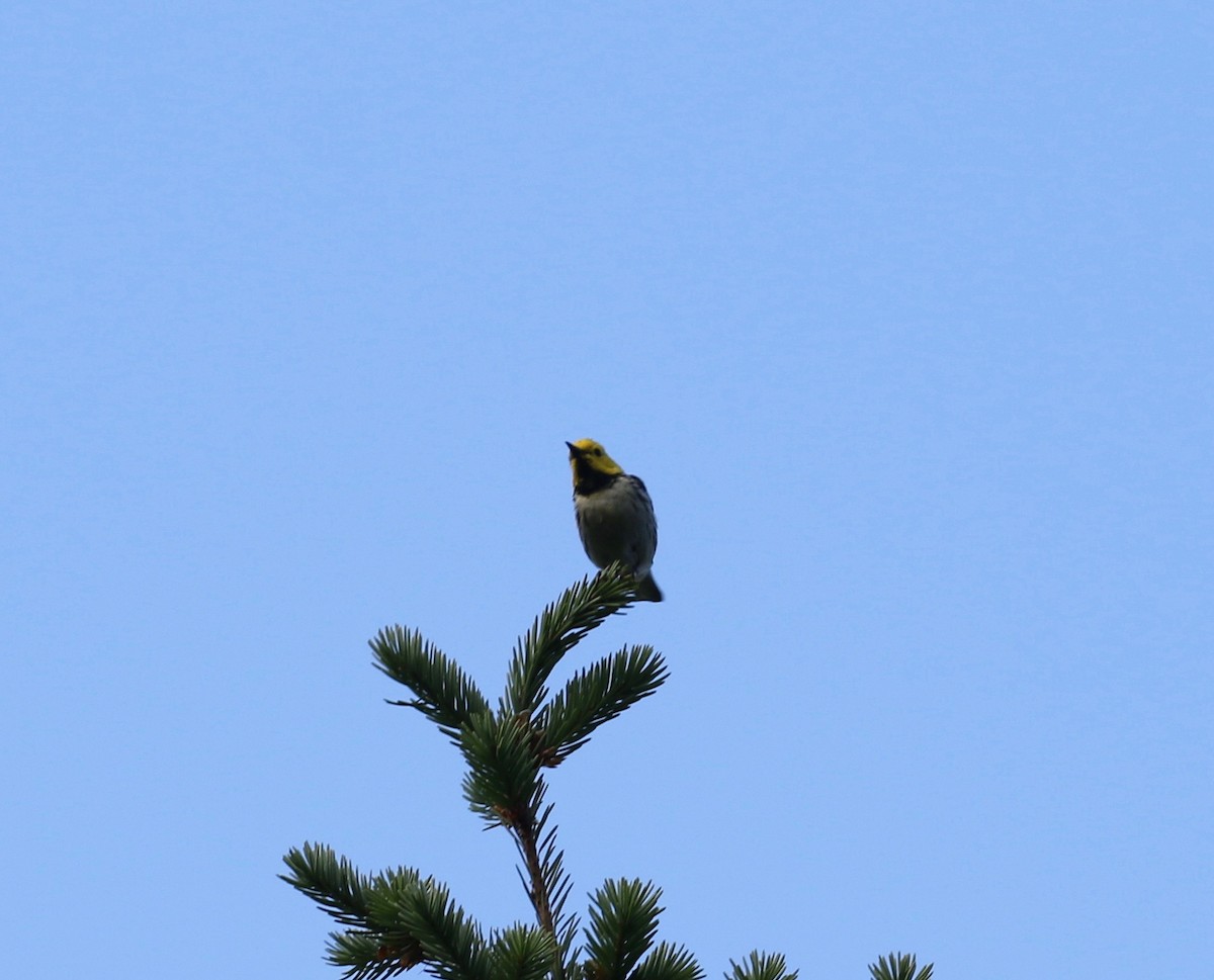 Hermit Warbler - Dan Waggoner