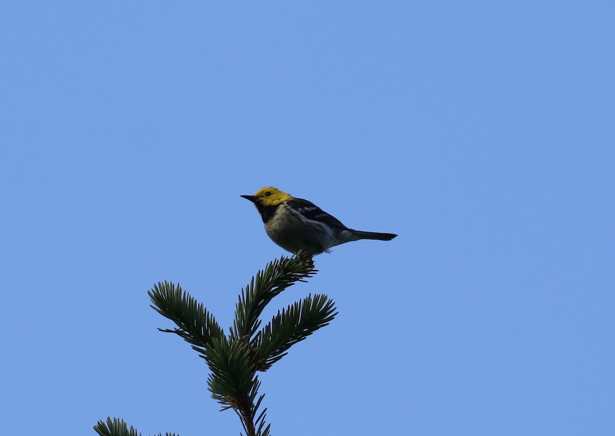 Hermit Warbler - ML620887420