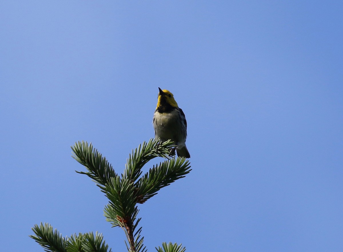 Paruline à tête jaune - ML620887423