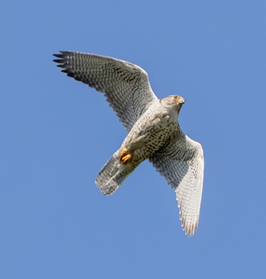 Gyrfalcon - ML620887429