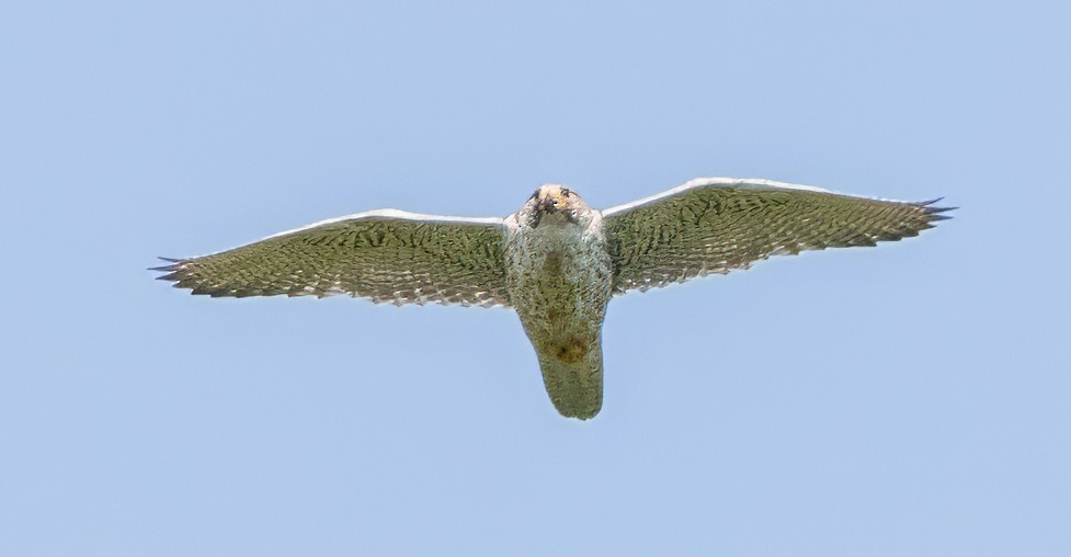 Gyrfalcon - ML620887430