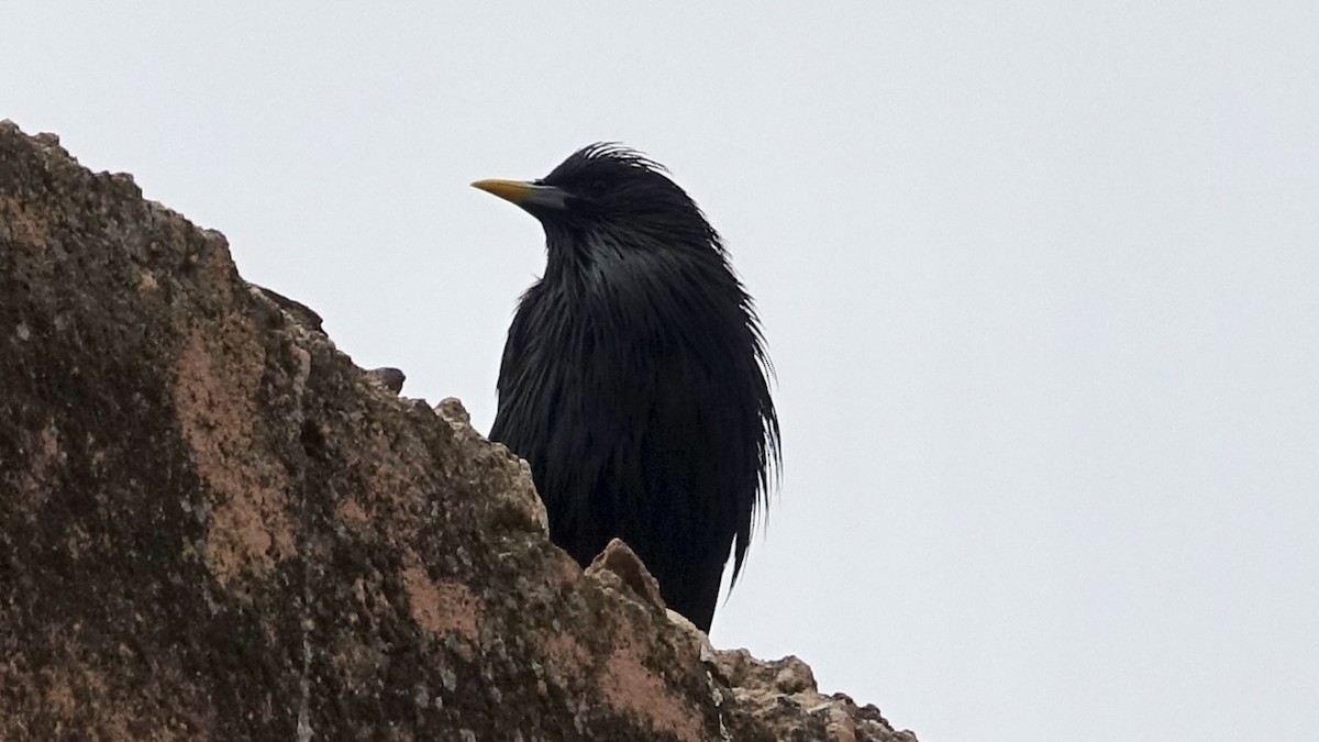 Spotless Starling - ML620887432