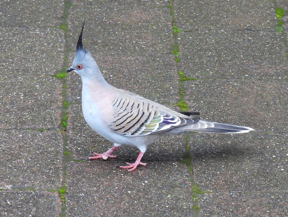Crested Pigeon - ML620887442