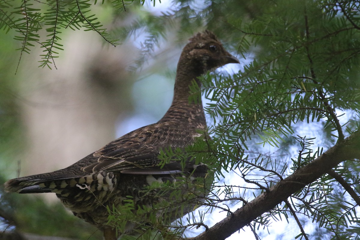 Sooty Grouse - ML620887443