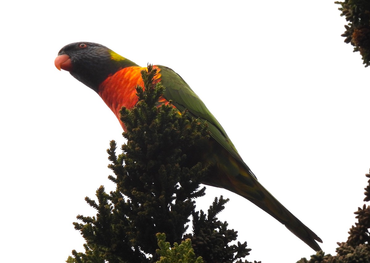 Rainbow Lorikeet - ML620887445