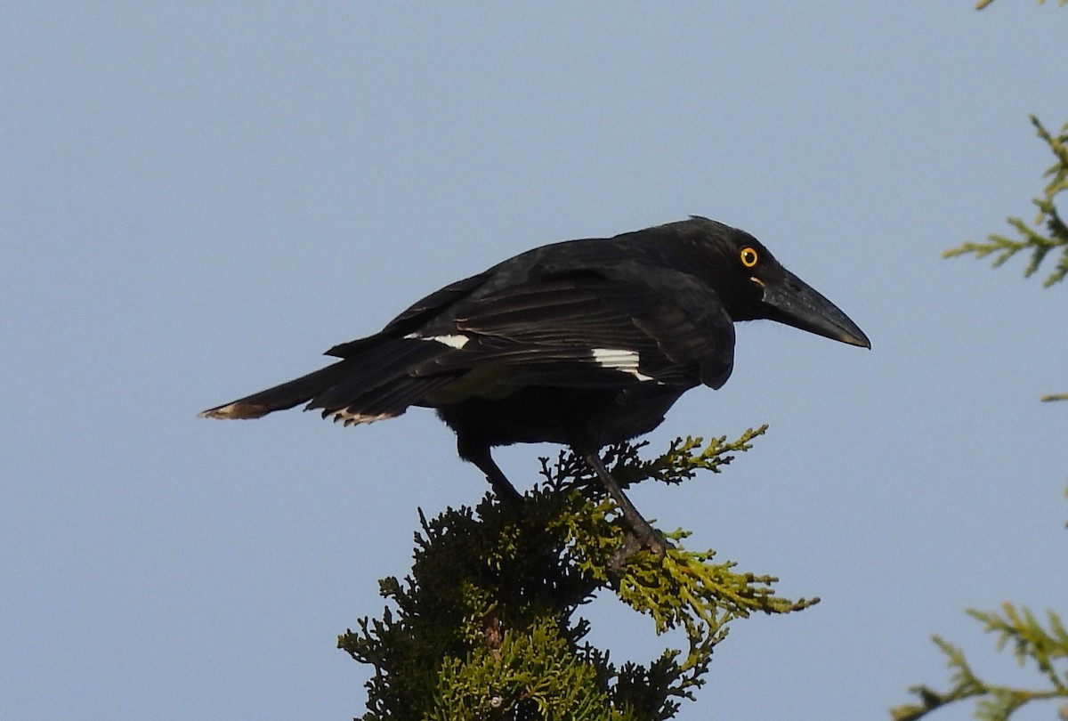 Pied Currawong - ML620887448