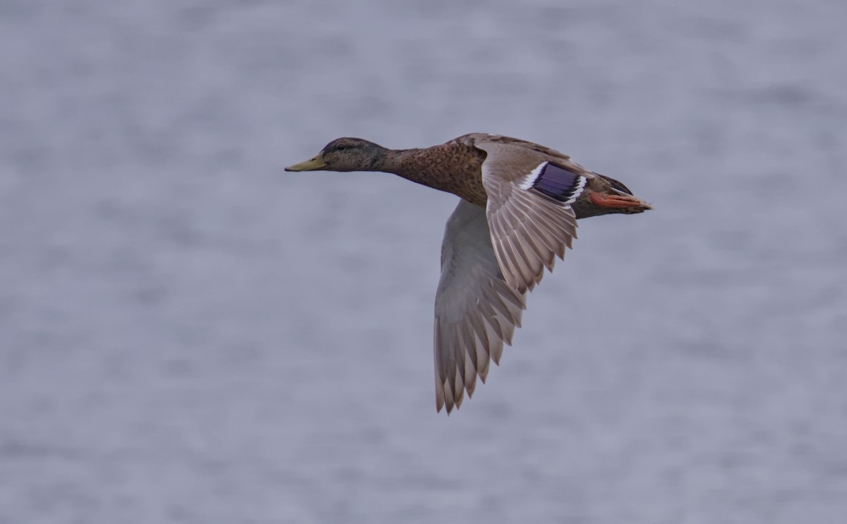 Canard colvert - ML620887460