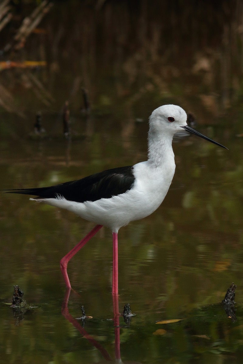 Black-winged Stilt - ML620887462