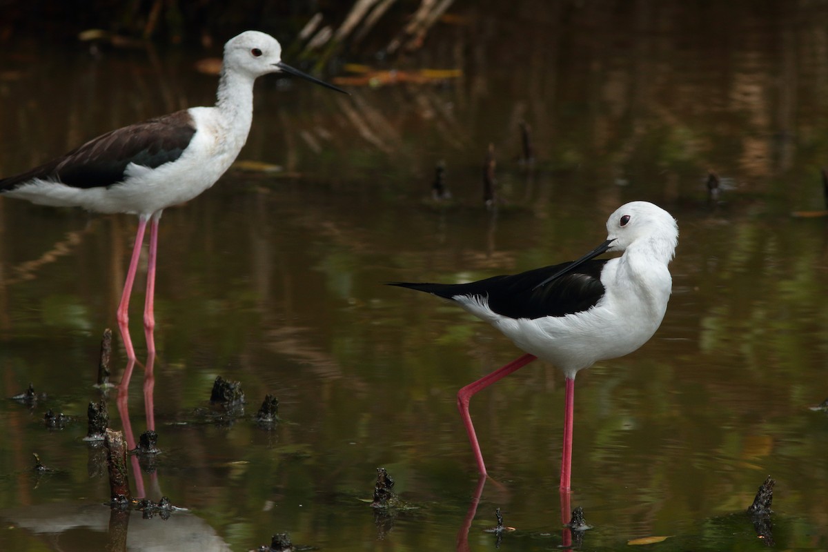 Black-winged Stilt - ML620887464