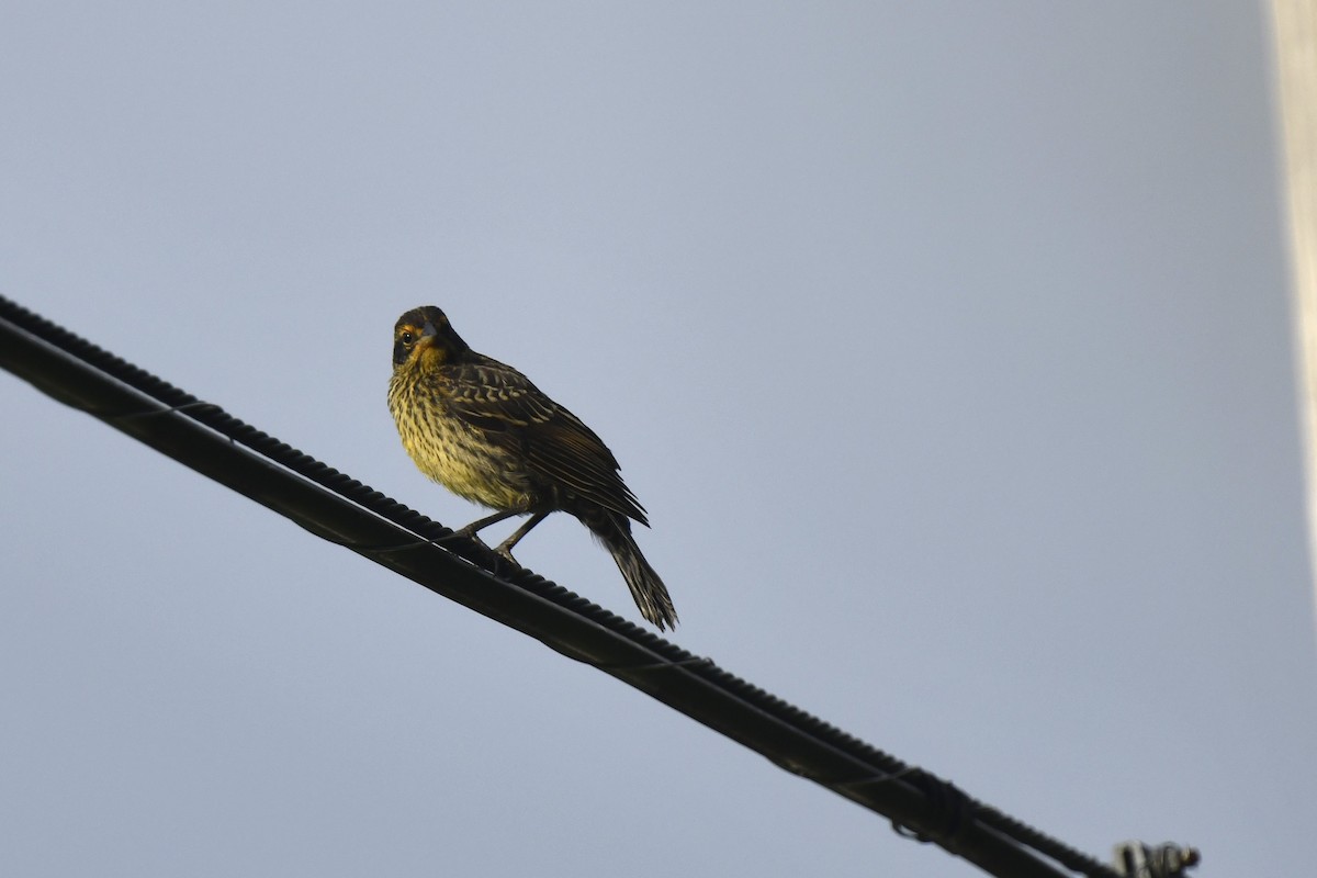 Red-winged Blackbird - ML620887465