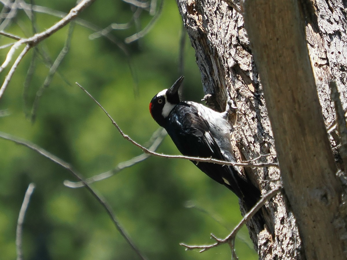 Acorn Woodpecker - ML620887468