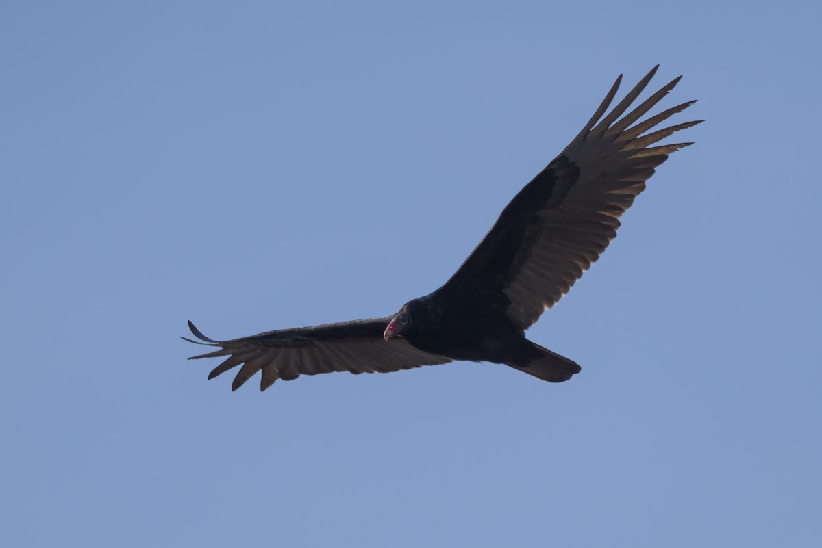 Turkey Vulture - ML620887471