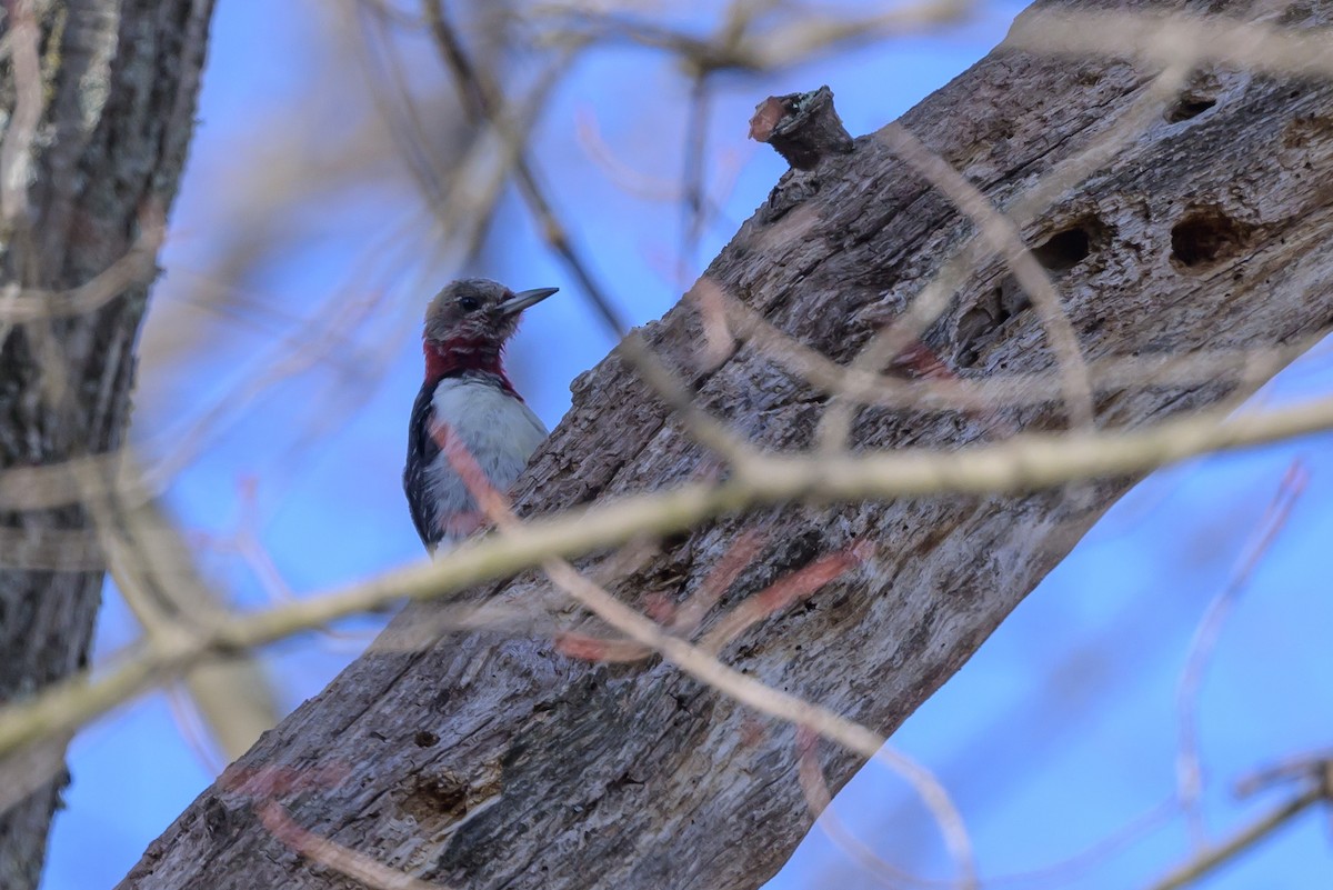 Red-headed Woodpecker - ML620887475