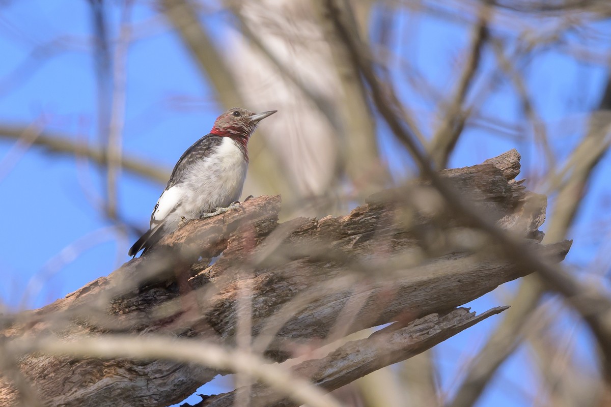 Red-headed Woodpecker - ML620887476