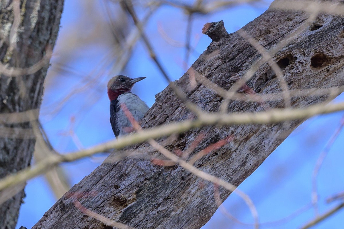 Red-headed Woodpecker - ML620887478