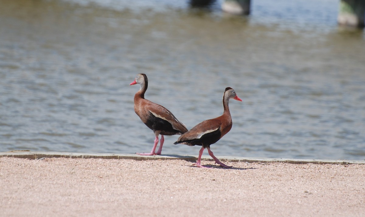 Black-bellied Whistling-Duck - Kevin  Crilley