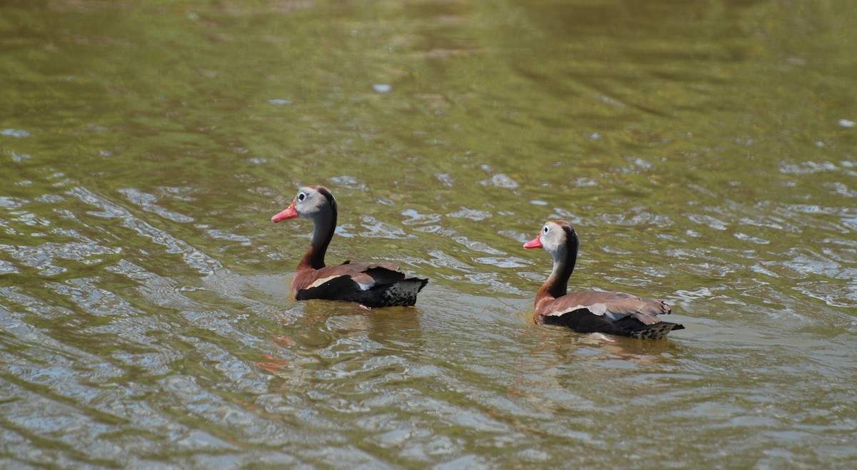 Black-bellied Whistling-Duck - ML620887486