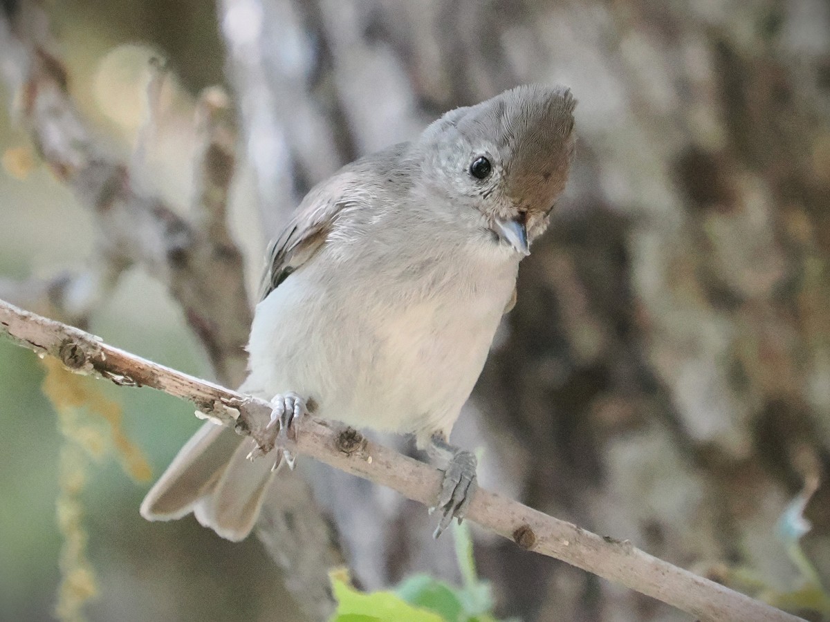 Oak Titmouse - Jack Wickel