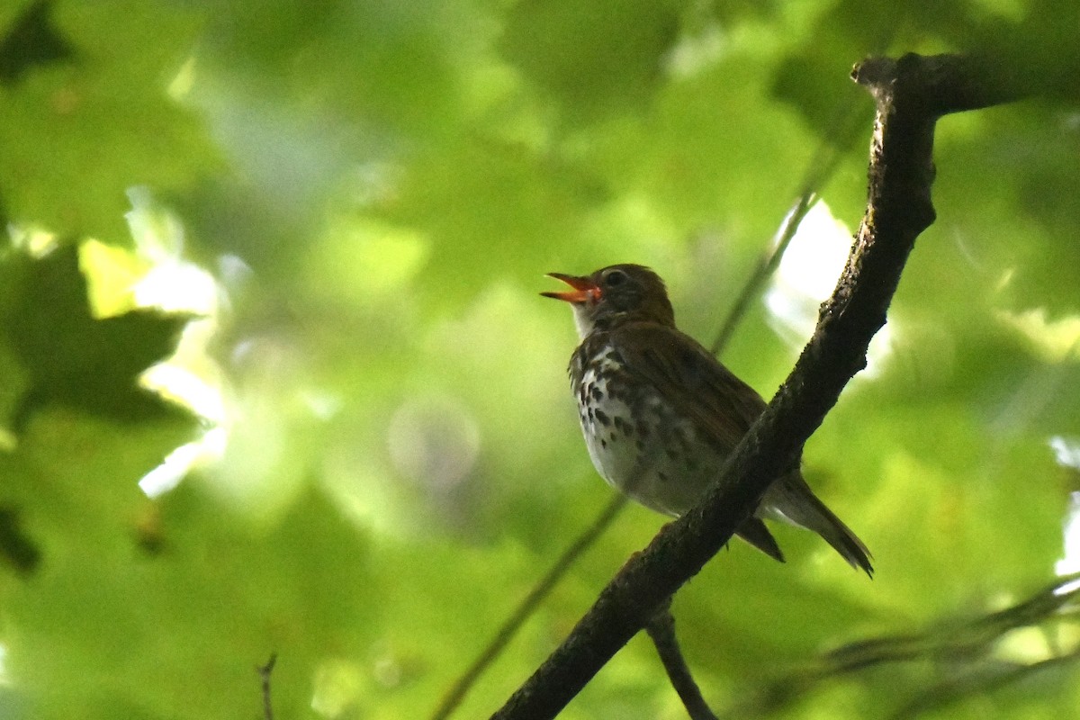 Wood Thrush - ML620887493