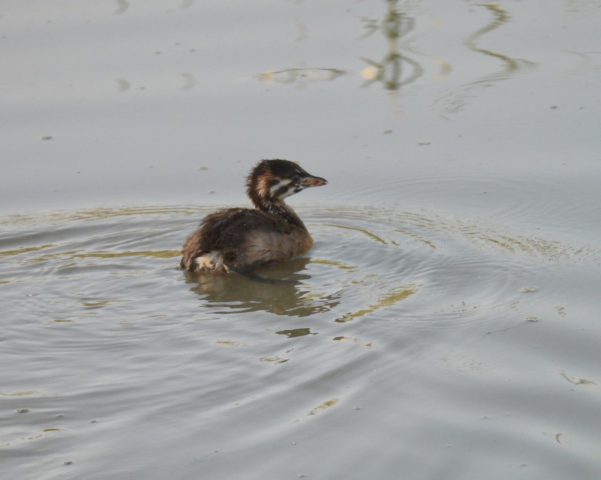 Pied-billed Grebe - ML620887498