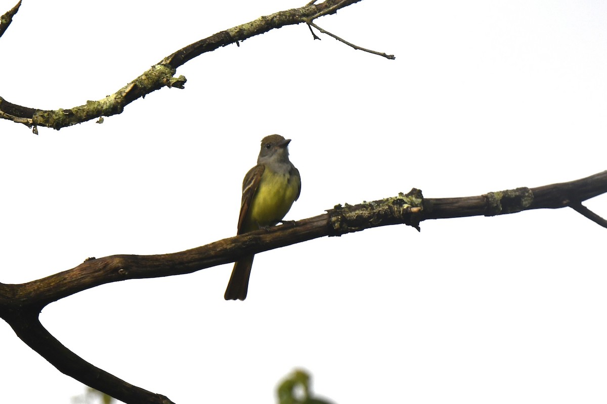 Great Crested Flycatcher - ML620887503